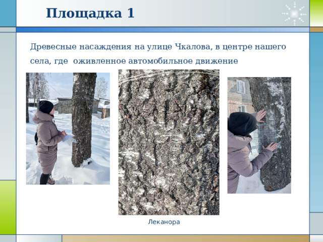 Площадка 1 Древесные насаждения на улице Чкалова, в центре нашего села, где оживленное автомобильное движение Леканора 