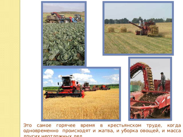 Это самое горячее время в крестьянском труде, когда одновременно происходят и жатва, и уборка овощей, и масса других неотложных дел. 
