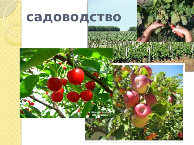  садоводство 
