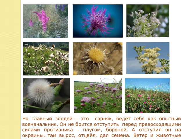 Но главный злодей – это сорняк, ведёт себя как опытный военачальник. Он не боится отступить перед превосходящими силами противника – плугом, бороной. А отступил он на окраины, там вырос, отцвёл, дал семена. Ветер и животные опять рассеяли их по земле, в том числе и по полю. 