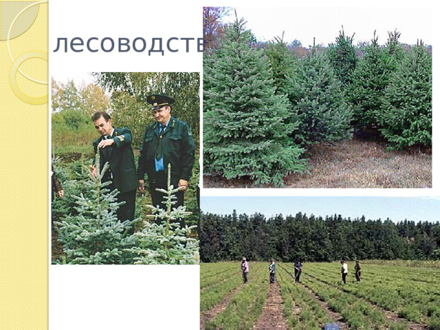лесоводство 