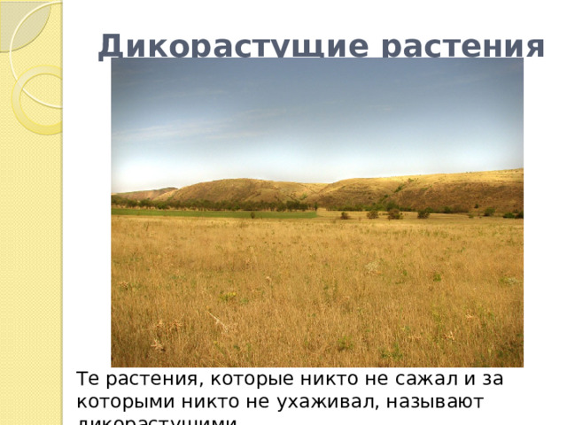 Дикорастущие растения Те растения, которые никто не сажал и за которыми никто не ухаживал, называют дикорастущими. 