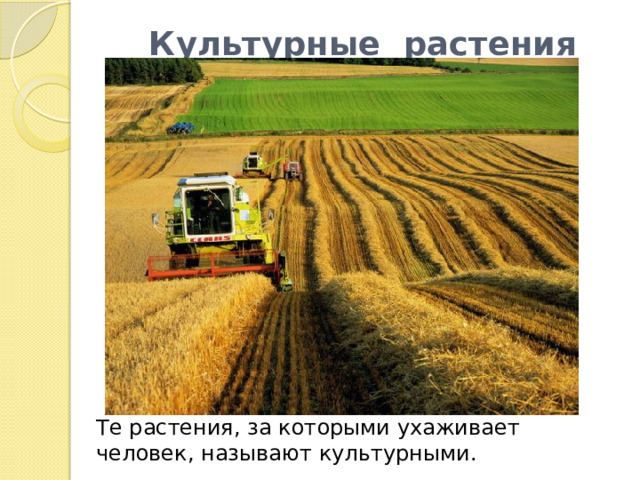 Культурные растения Те растения, за которыми ухаживает человек, называют культурными. 