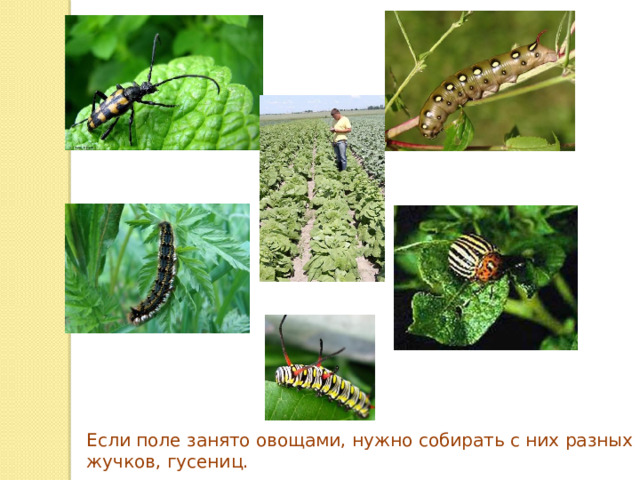Если поле занято овощами, нужно собирать с них разных жучков, гусениц. 