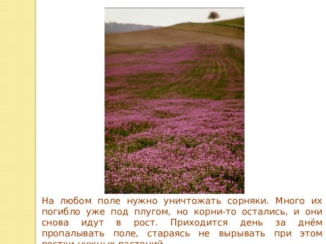 На любом поле нужно уничтожать сорняки. Много их погибло уже под плугом, но корни-то остались, и они снова идут в рост. Приходится день за днём пропалывать поле, стараясь не вырывать при этом ростки нужных растений. 