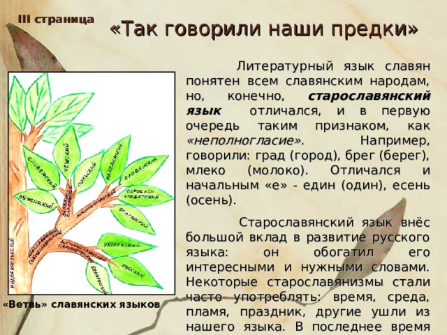 III страница «Так говорили наши предки»  Литературный язык славян понятен всем славянским народам, но, конечно, старославянский язык отличался, и в первую очередь таким признаком, как «неполногласие». Например, говорили: град (город), брег (берег), млеко (молоко). Отличался и начальным «е» - един (один), есень (осень).  Старославянский язык внёс большой вклад в развитие русского языка: он обогатил его интересными и нужными словами. Некоторые старославянизмы стали часто употреблять: время, среда, пламя, праздник, другие ушли из нашего языка. В последнее время возрождаются такие слова, как милосердие, великодушие, благословенный. «Ветвь» славянских языков 