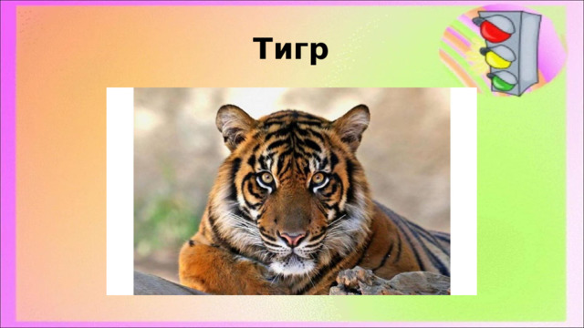   Тигр 