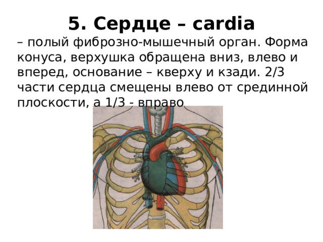 5. Сердце – cardia – полый фиброзно-мышечный орган. Форма конуса, верхушка обращена вниз, влево и вперед, основание – кверху и кзади. 2/3 части сердца смещены влево от срединной плоскости, а 1/3 - вправо 