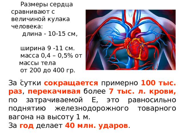 Размеры сердца сравнивают с величиной кулака человека:  длина - 10-15 см, ширина 9 -11 см. масса 0,4 – 0,5% от массы тела от 200 до 400 гр.  За сутки сокращается  примерно 100 тыс. раз , перекачивая более 7 тыс. л. крови, по затрачиваемой Е, это равносильно поднятию железнодорожного товарного вагона на высоту 1 м. За год делает 40 млн. ударов . 