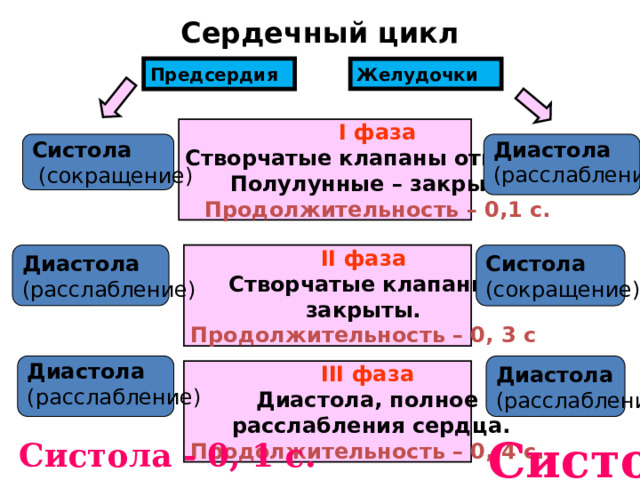 Сердечный цикл Желудочки Предсердия  I фаза Створчатые клапаны открыты. Полулунные – закрыты. Продолжительность – 0,1 с. Систола   (сокращение) Диастола  (расслабление) II фаза Систола Диастола  (сокращение) (расслабление) Створчатые клапаны закрыты. Продолжительность – 0, 3 с Диастола   Диастола  (расслабление) (расслабление) III фаза Диастола, полное  расслабления сердца. Продолжительность – 0, 4 с. Систола - 0, 3 с. Дистола - 0, 5 с . Систола - 0, 1 с. Диастола - 0, 7 с. 