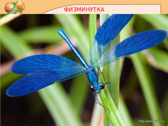 ФИЗМИНУТКА 