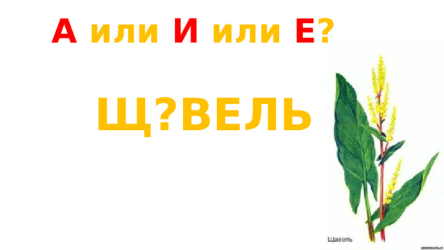 А или И или Е ? Щ?ВЕЛЬ 