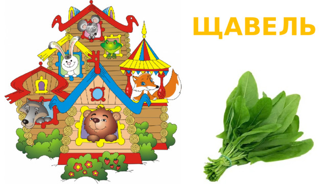 ЩАВЕЛЬ  