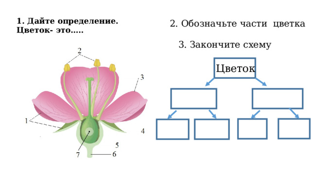 1. Дайте определение. Цветок- это….. 2. Обозначьте части цветка 3. Закончите схему Цветок  