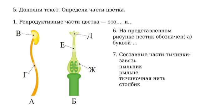 5. Дополни текст. Определи части цветка.   1. Репродуктивные части цветка — это…. и… 6. На представленном рисунке пестик обозначен(-а) буквой … 7. Составные части тычинки:  завязь  пыльник  рыльце  тычиночная нить  столбик 