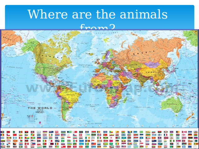 Where are the animals from? 