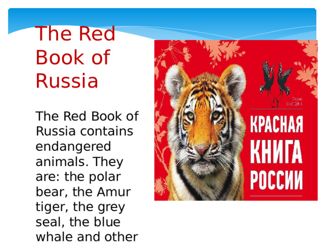 The Red Book of Russia The Red Book of Russia contains endangered animals. They are: the polar bear, the Amur tiger, the grey seal, the blue whale and other 