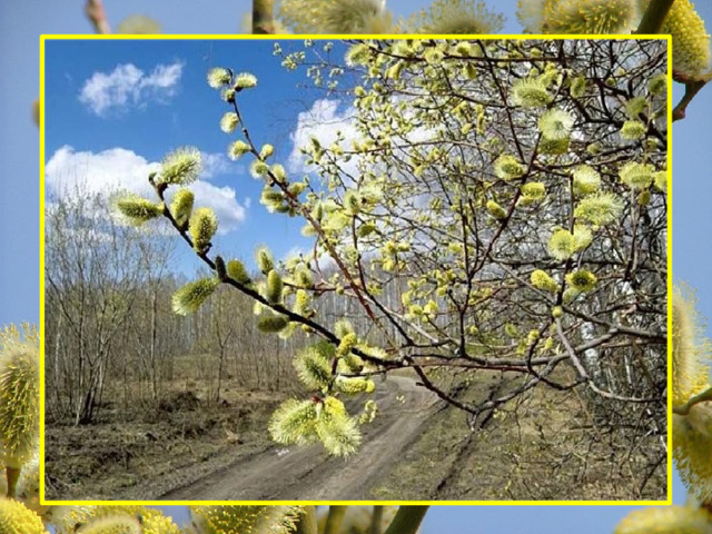 Белые овечки бегают по свечке? верба 