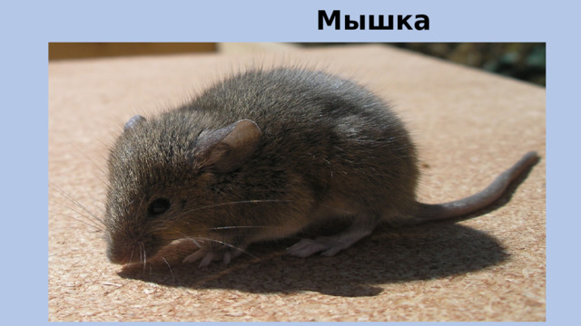                                 Мышка 