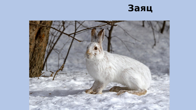                                     Заяц 