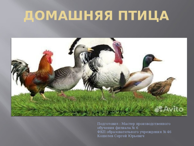 Домашняя птица Подготовил : Мастер производственного обучения филиала № 6 ФКП образовательного учреждения № 46 Кошелев Сергей Юрьевич  