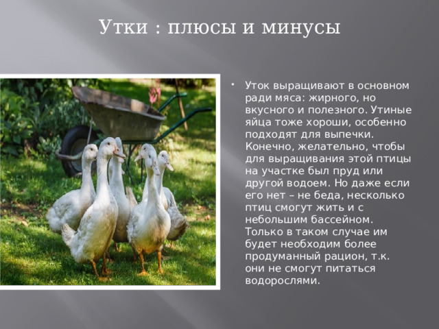 Утки : плюсы и минусы   Уток выращивают в основном ради мяса: жирного, но вкусного и полезного. Утиные яйца тоже хороши, особенно подходят для выпечки. Конечно, желательно, чтобы для выращивания этой птицы на участке был пруд или другой водоем. Но даже если его нет – не беда, несколько птиц смогут жить и с небольшим бассейном. Только в таком случае им будет необходим более продуманный рацион, т.к. они не смогут питаться водорослями. 