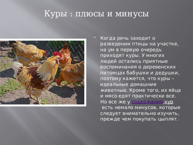 Куры : плюсы и минусы   Когда речь заходит о разведении птицы на участке, на ум в первую очередь приходят куры. У многих людей остались приятные воспоминания о деревенских питомцах бабушки и дедушки, поэтому кажется, что куры – идеальные домашние животные. Кроме того, их яйца и мясо едят практически все. Но все же у  содержания кур  есть немало минусов, которые следует внимательно изучить, прежде чем покупать цыплят. 