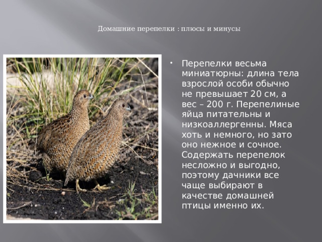   Домашние перепелки : плюсы и минусы    Перепелки весьма миниатюрны: длина тела взрослой особи обычно не превышает 20 см, а вес – 200 г. Перепелиные яйца питательны и низкоаллергенны. Мяса хоть и немного, но зато оно нежное и сочное. Содержать перепелок несложно и выгодно, поэтому дачники все чаще выбирают в качестве домашней птицы именно их. 