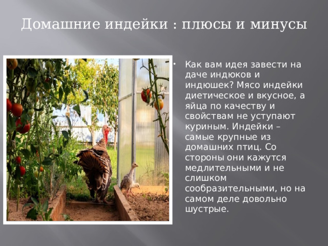 Домашние индейки : плюсы и минусы   Как вам идея завести на даче индюков и индюшек? Мясо индейки диетическое и вкусное, а яйца по качеству и свойствам не уступают куриным. Индейки – самые крупные из домашних птиц. Со стороны они кажутся медлительными и не слишком сообразительными, но на самом деле довольно шустрые. 