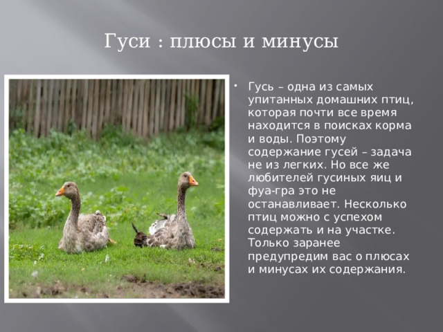 Гуси : плюсы и минусы Гусь – одна из самых упитанных домашних птиц, которая почти все время находится в поисках корма и воды. Поэтому содержание гусей – задача не из легких. Но все же любителей гусиных яиц и фуа-гра это не останавливает. Несколько птиц можно с успехом содержать и на участке. Только заранее предупредим вас о плюсах и минусах их содержания. 
