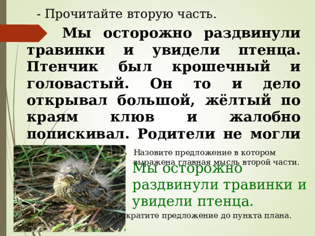 - Прочитайте вторую часть.  Мы осторожно раздвинули травинки и увидели птенца. Птенчик был крошечный и головастый. Он то и дело открывал большой, жёлтый по краям клюв и жалобно попискивал. Родители не могли ему помочь. Назовите предложение в котором выражена главная мысль второй части. Мы осторожно раздвинули травинки и увидели птенца. Сократите предложение до пункта плана. 