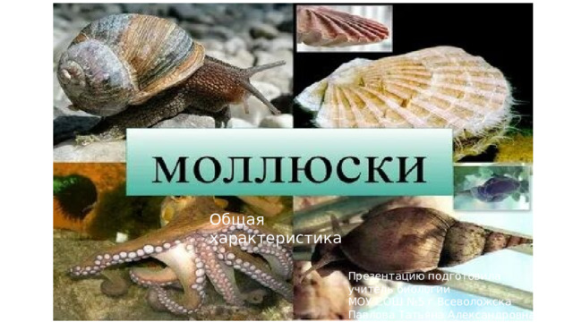 Общая характеристика моллюсков Общая характеристика Презентацию подготовила учитель биологии МОУ СОШ №5 г.Всеволожска Павлова Татьяна Александровна  
