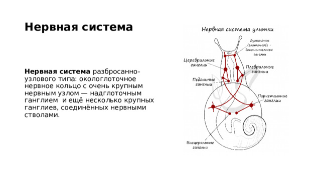 Нервная система Нервная система разбросанно-узлового типа: окологлоточное нервное кольцо с очень крупным нервным узлом — надглоточным ганглием и ещё несколько крупных ганглиев, соединённых нервными стволами. 