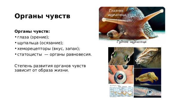 Органы чувств Органы чувств: глаза (зрение); щупальца (осязание); хеморецепторы (вкус, запах); статоцисты — органы равновесия. Степень развития органов чувств зависит от образа жизни. 