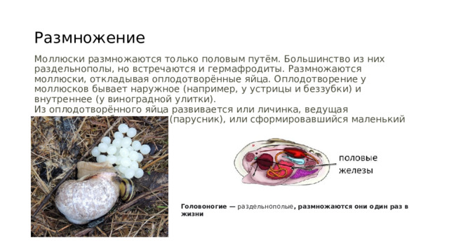 Головоногие — раздельнополые , размножаются они один раз в жизни Размножение Моллюски размножаются только половым путём. Большинство из них раздельнополы, но встречаются и гермафродиты. Размножаются моллюски, откладывая оплодотворённые яйца. Оплодотворение у моллюсков бывает наружное (например, у устрицы и беззубки) и внутреннее (у виноградной улитки).  Из оплодотворённого яйца развивается или личинка, ведущая планктонный образ жизни (парусник), или сформировавшийся маленький моллюск. 