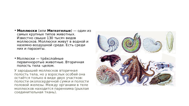 Моллюски (или Мягкотелые ) — один из самых крупных типов животных. Известно свыше 130 тысяч видов моллюсков. Моллюски живут в водной и наземно-воздушной среде. Есть среди них и паразиты. Моллюски — трёхслойные первичноротые животные. Вторичная полость тела -целом. У зародышей моллюсков вторичная полость тела, но у взрослых особей она остаётся только в виде двух участков: полости околосердечной сумки и полости половой железы. Между органами в теле моллюсков находится паренхима (рыхлая соединительная ткань). 