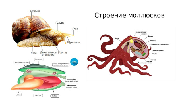  Строение моллюсков 