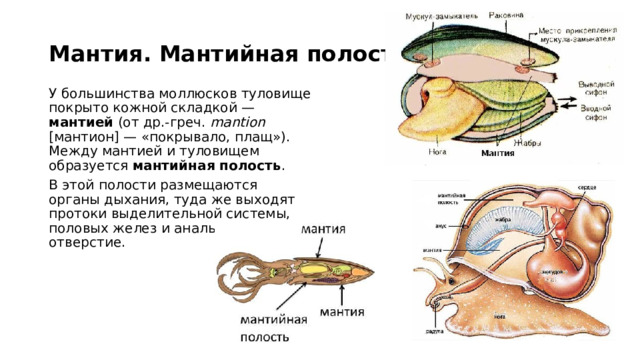 Мантия. Мантийная полость . У большинства моллюсков туловище покрыто кожной складкой — мантией (от др.-греч. mantion [мантион] — «покрывало, плащ»). Между мантией и туловищем образуется мантийная полость . В этой полости размещаются органы дыхания, туда же выходят протоки выделительной системы, половых желез и анальное отверстие. 