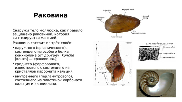  Раковина Снаружи тело моллюска, как правило, защищено раковиной, которая синтезируется мантией. Раковина состоит из трёх слоёв: наружного (органического), состоящего из особого белка конхиолина (от др.-греч. konche [конхэ] — «раковина»); среднего (фарфорового, известкового), состоящего из кристаллов карбоната кальция; внутреннего (перламутрового), состоящего из пластинок карбоната кальция и конхиолина. 