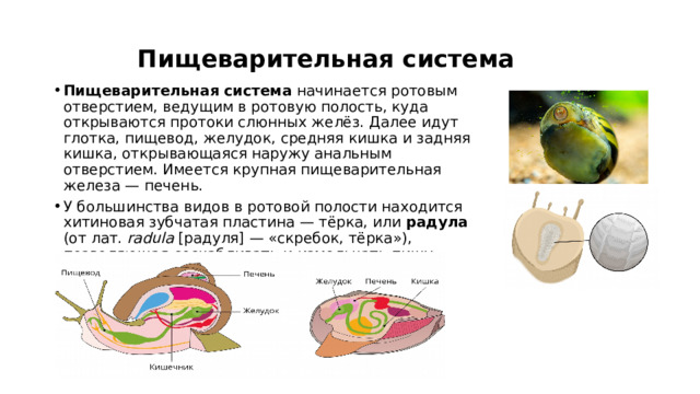  Пищеварительная система Пищеварительная система начинается ротовым отверстием, ведущим в ротовую полость, куда открываются протоки слюнных желёз. Далее идут глотка, пищевод, желудок, средняя кишка и задняя кишка, открывающаяся наружу анальным отверстием. Имеется крупная пищеварительная железа — печень. У большинства видов в ротовой полости находится хитиновая зубчатая пластина — тёрка, или радула (от лат. radula [радуля] — «скребок, тёрка»), позволяющая соскабливать и измельчать пищу. 