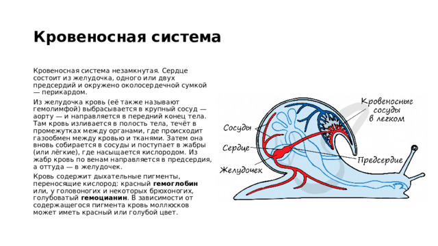 Кровеносная система  Кровеносная система незамкнутая. Сердце состоит из желудочка, одного или двух предсердий и окружено околосердечной сумкой — перикардом. Из желудочка кровь (её также называют гемолимфой) выбрасывается в крупный сосуд — аорту — и направляется в передний конец тела. Там кровь изливается в полость тела, течёт в промежутках между органами, где происходит газообмен между кровью и тканями. Затем она вновь собирается в сосуды и поступает в жабры (или лёгкие), где насыщается кислородом. Из жабр кровь по венам направляется в предсердия, а оттуда — в желудочек. Кровь содержит дыхательные пигменты, переносящие кислород: красный гемоглобин или, у головоногих и некоторых брюхоногих, голубоватый гемоцианин . В зависимости от содержащегося пигмента кровь моллюсков может иметь красный или голубой цвет. 