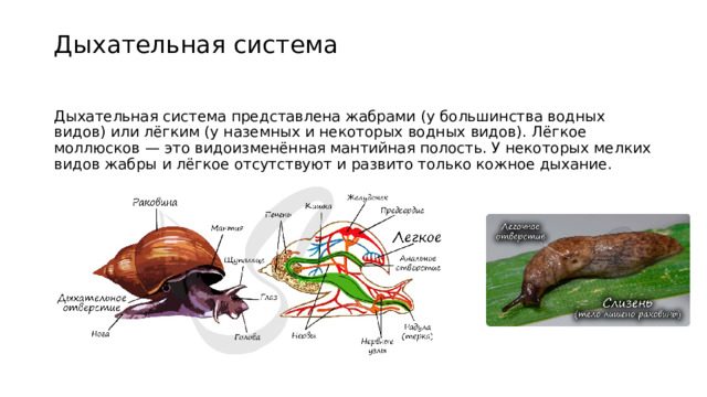 Дыхательная система   Дыхательная система представлена жабрами (у большинства водных видов) или лёгким (у наземных и некоторых водных видов). Лёгкое моллюсков — это видоизменённая мантийная полость. У некоторых мелких видов жабры и лёгкое отсутствуют и развито только кожное дыхание. 