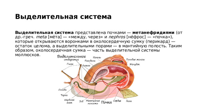 Выделительная система  Выделительная система представлена почками — метанефридиями (от др.-греч. meta [ме́та] — «между, через» и nephros [не́фрос] — «почка»), которые открываются воронками в околосердечную сумку (перикард) — остаток целома, а выделительными порами — в мантийную полость. Таким образом, околосердечная сумка — часть выделительной системы моллюсков. 