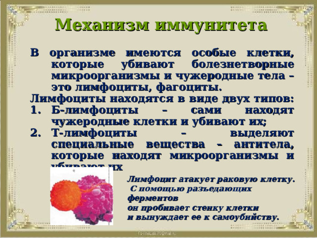  Механизм иммунитета В организме имеются особые клетки, которые убивают болезнетворные микроорганизмы и чужеродные тела – это лимфоциты, фагоциты. Лимфоциты находятся в виде двух типов: Б-лимфоциты – сами находят чужеродные клетки и убивают их; Т-лимфоциты – выделяют специальные вещества – антитела, которые находят микроорганизмы и убивают их Лимфоцит атакует раковую клетку.  С помощью разъедающих ферментов он пробивает стенку клетки и вынуждает ее к самоубийству. 