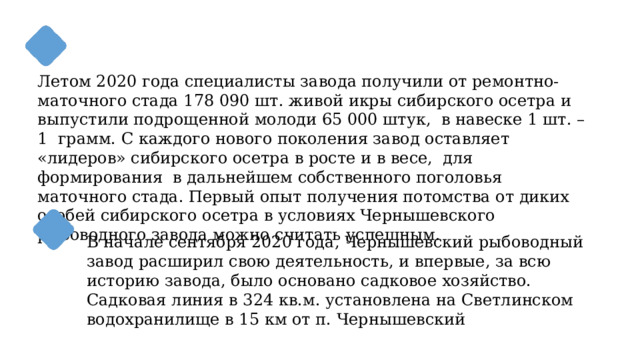 Летом 2020 года специалисты завода получили от ремонтно-маточного стада 178 090 шт. живой икры сибирского осетра и выпустили подрощенной молоди 65 000 штук, в навеске 1 шт. – 1 грамм. С каждого нового поколения завод оставляет «лидеров» сибирского осетра в росте и в весе, для формирования в дальнейшем собственного поголовья маточного стада. Первый опыт получения потомства от диких особей сибирского осетра в условиях Чернышевского рыбоводного завода можно считать успешным. В начале сентября 2020 года, Чернышевский рыбоводный завод расширил свою деятельность, и впервые, за всю историю завода, было основано садковое хозяйство. Садковая линия в 324 кв.м. установлена на Светлинском водохранилище в 15 км от п. Чернышевский 