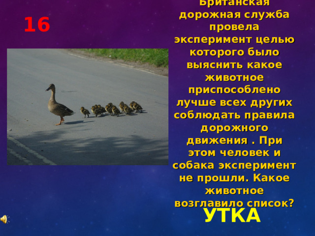 Британская дорожная служба провела эксперимент целью которого было выяснить какое животное приспособлено лучше всех других соблюдать правила дорожного движения . При этом человек и собака эксперимент не прошли. Какое животное возглавило список? 16 УТКА 