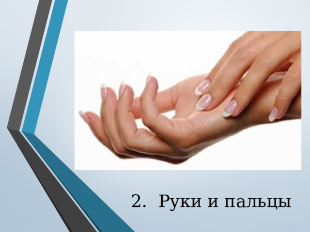 2. Руки и пальцы 