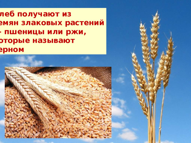 Хлеб получают из семян злаковых растений  - пшеницы или ржи, которые называют зерном 