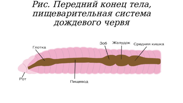 Рис. Передний конец тела, пищеварительная система дождевого червя   