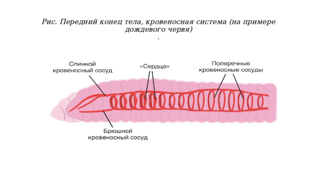 Рис. Передний конец тела, кровеносная система (на примере дождевого червя)  .   